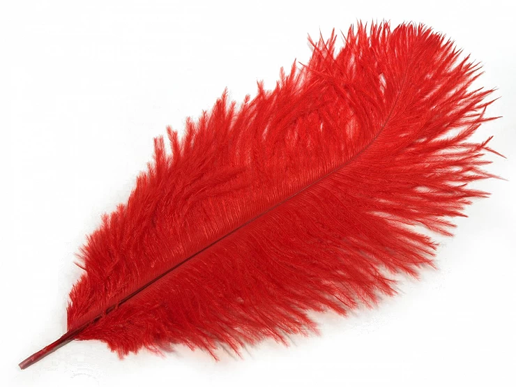 Pštrosie perie dĺžka cca 20-25 cm - 2ks